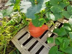Au jardin.ppg